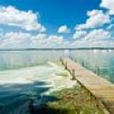 Photo: Algae in lake water by pier