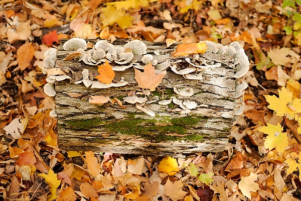 Fungi and moss take root in the decay of a log lying amid fallen leaves in Gallistel Woods.