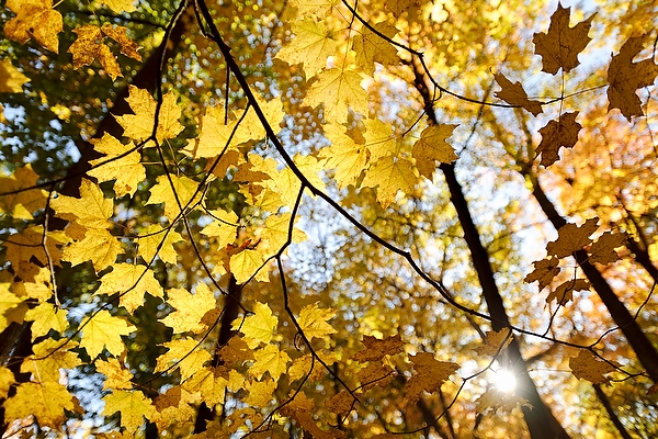 The sun shines through yellowing maple tree leaves in Gallistel Woods.