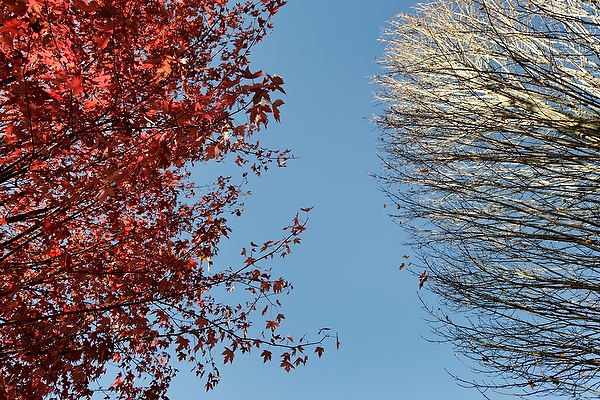 At left, an autumn-blaze maple tree lives up to the glory of its name in Longenecker Gardens.