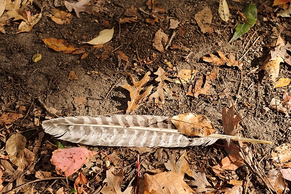 A shed turkey feather rests along on a trail in Wingra Woods.