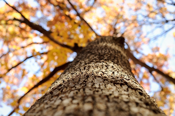 Dappled sunlight shines upon tree bark in Gallistel Woods.