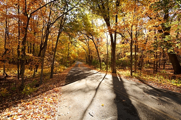 The morning sun shines on to Arboretum Drive.