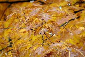 An epigenetic protein called HDAC jumpstarts the process of aging, which is responsible for the many-colored leaves of the fall season, according to new research from UW–Madison. 