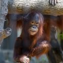 A team of researchers at the University of Wisconsin-Madison’s School of Veterinary Medicine has documented what caused the death of Mahal, the young orangutan who became a star of the Milwaukee County Zoo. Photo courtesy of Milwaukee County Zoo