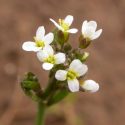 Simon Gilroy and colleagues showed what long had been suspected but long had eluded scientists: that calcium is involved in rapid plant cell communication, as discovered in Arabidopsis thaliana (above). No one had ever been able to see it before. Photo: Oregon State University