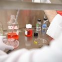 Working within a biological safety cabinet, a researcher splits and redistributes cells at the Influenza Research Institute led by Kawaoka.