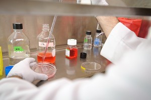 Working within a biological safety cabinet, a researcher splits and redistributes cells at the Influenza Research Institute led by Kawaoka.