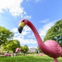 Fill_the_hill_flamingo14_5146