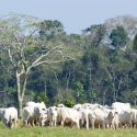 Historically, expansion of cattle pastures has driven deforestation in the Brazilian Amazon, where these pastures cover about two-thirds of all the deforested land. A new study led by the University of Wisconsin-Madison’s Holly Gibbs shows that market-driven “zero deforestation agreements” have dramatically influenced the behavior of ranchers and the slaughterhouses to which they sell.

Photo: Rachel Kramer, National Wildlife Federation