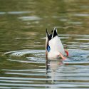 This is the life: A duck takes a dip into the still water of Lake Mendota near the Memorial Union Terrace as autumn takes hold.