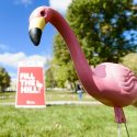 Donors who pledged $250 or more will receive a Fill the Hill flamingo in the mail.