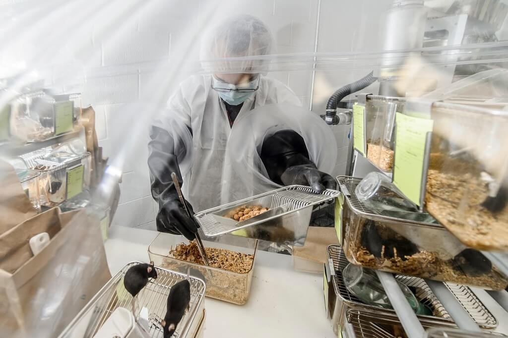 All in a day’s work: Lab manager Nacho Vivas checks on germ-free mice in a carefully monitored sterile-lab environment in the bacteriology department.