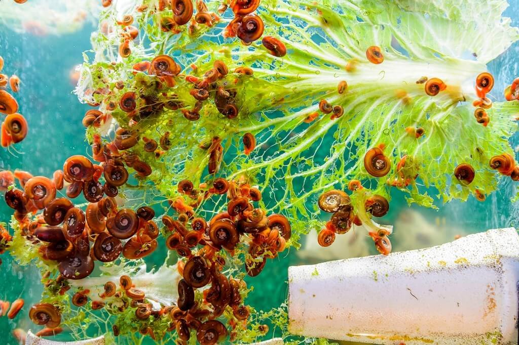 Having their lettuce and eating it, too, freshwater snails feed in an aquarium tank at the Biotron Laboratory, contributing to Timothy Yoshino’s research related to a human blood parasite.