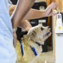 University of Wisconsin-Madison School of Veterinary Medicine student Georgia Wolfe weighs Shenanigans  the dog at a Wisconsin Companion Animal Resources, Education and Social Services (WisCARES) clinic in Madison on Oct. 24, 2015. The WisCARES program seeks to provide holistic health care and housing support to Dane County's disadvantaged residents and their pets.(Photo by Bryce Richter / UW-Madison)