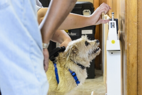 Veterinary student Georgia Wolfe weighs Shenanigans. 