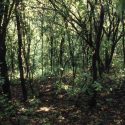 A Southern Wisconsin woods being strangled by buckthorn, a tree that was sold in nurseries and started to invade the region over the past half-century. As buckthorn excludes all other vegetation, this site that was formerly dominated by oak shows some of the ways that human activity has changed the relationship among species.