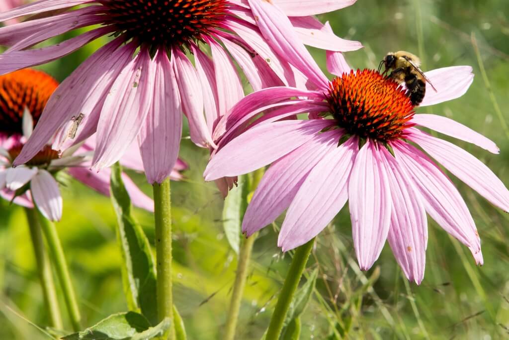 Insects and pollinators working the gardens in front of Agricultural Hall on the UW–Madison campus.