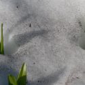 Plants sprouting through snow cover