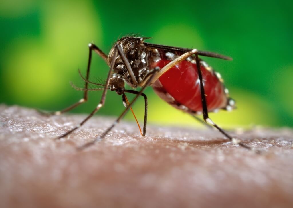 Zika virus is transmitted by a specific mosquito called Aedes aegypti. The mosquito is common in Colombia and other countries where Zika has become prevalent. 