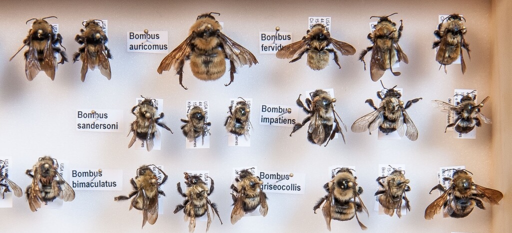 A collection of some of the many insects known to be plant pollinators in the Department of Entomology.