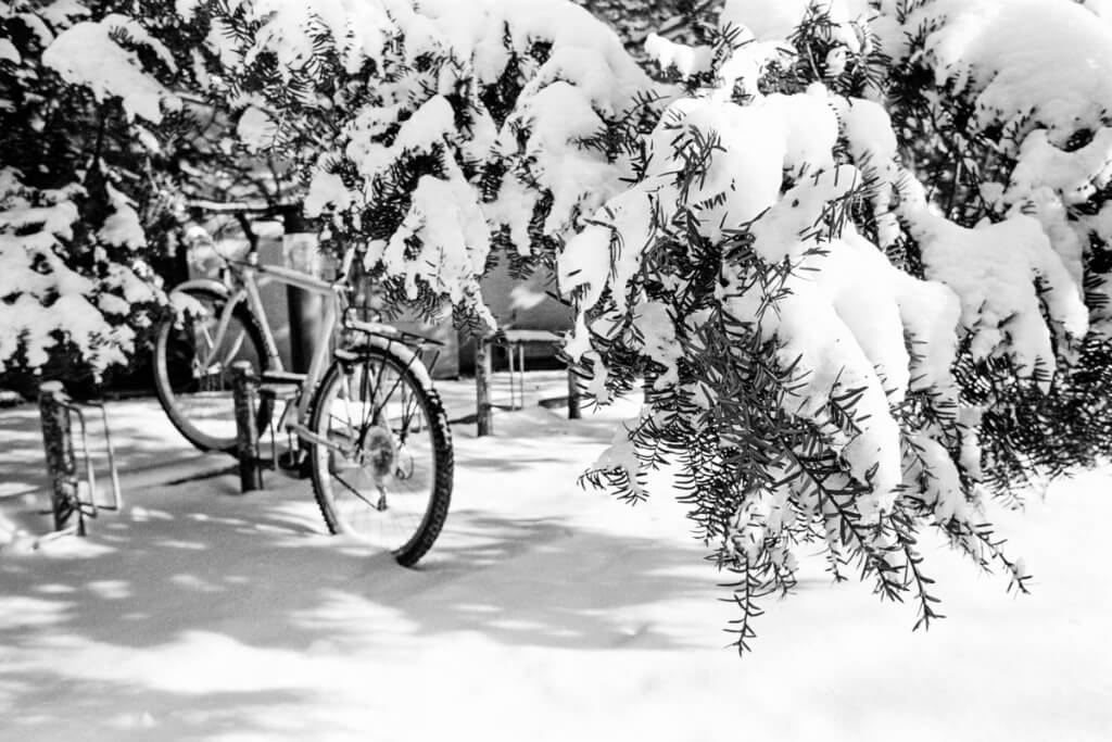 A fresh snowfall blankets trees and a bicycle locked to a bike rack on campus in January 1991.