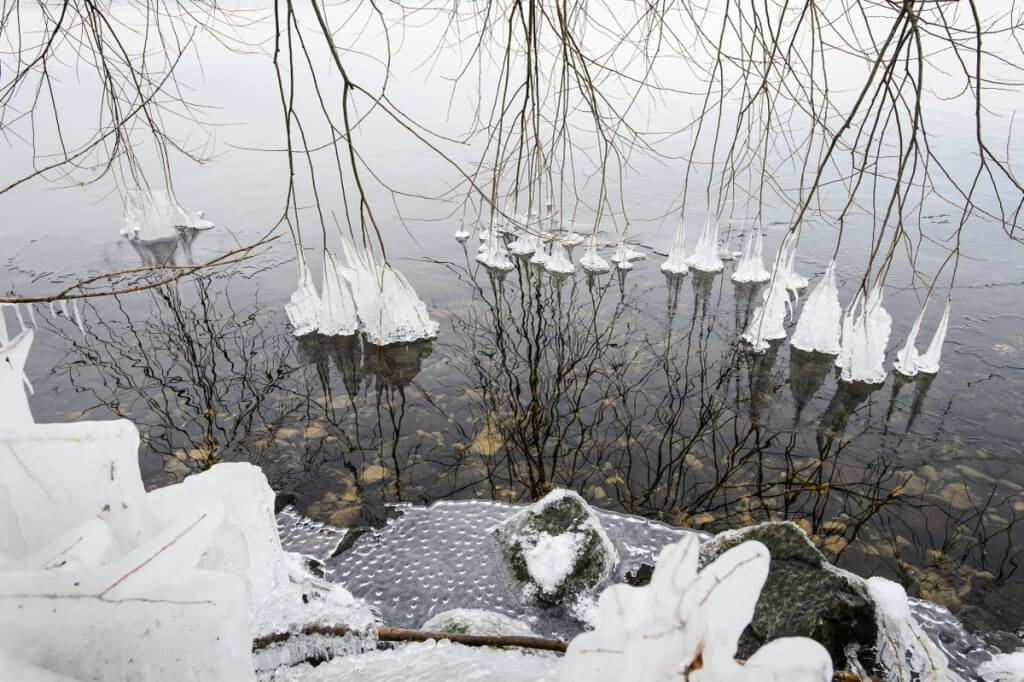 Icicle-covered tree branches dangle in the open water of still-unfrozen Lake Mendota along the shoreline of the Temin Lakeshore Path during a mild winter day on Jan. 6, 2016.