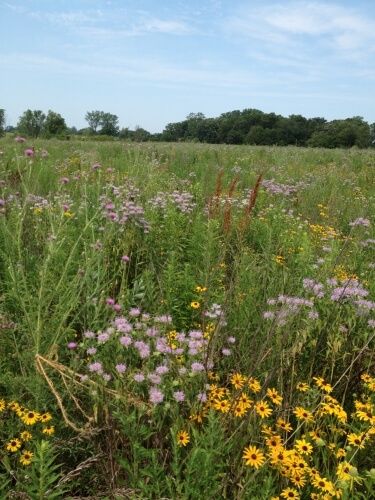 A florally diverse grassland field.