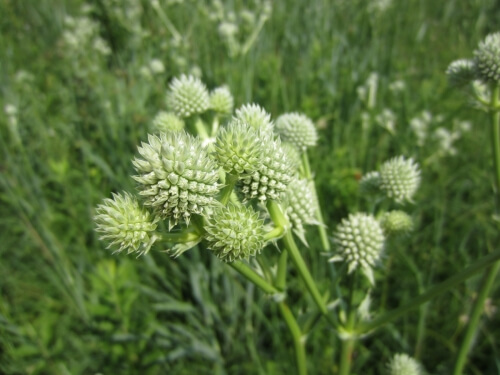 Rattlesnake Master growing in a prairie. Rattlesnake Master is a species characteristic of high-quality prairie remnants.