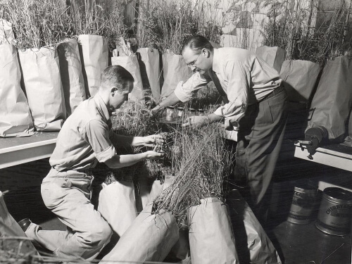 Botany professors John T. Curtis (right) and Dave Archbald work with paper bags of tall grasses in 1951.