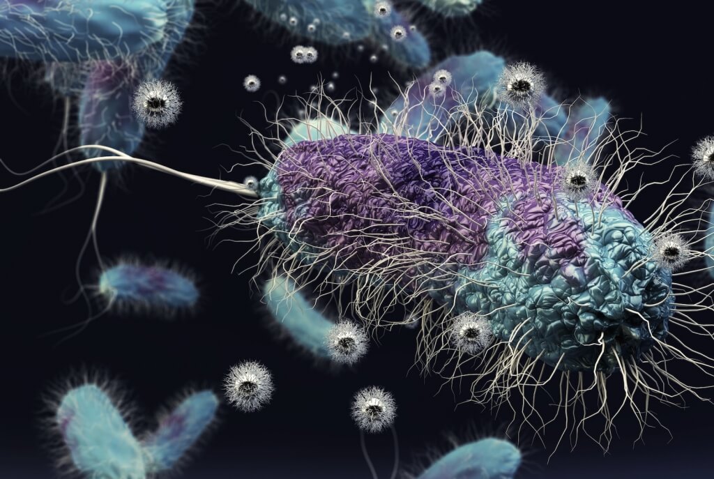 Shewanella oneidensis is a ubiquitous, globally distributed soil bacterium. In nature, the microbe thrives on metal ions, converting them to metals like iron that serve as nutrients for other microbes. The bacterium was shown to be harmed by the compound nickel manganese cobalt oxide, which is produced in nanoparticle form and is the material poised to become the dominant material in the lithium ion batteries that will power portable electronics and electric vehicles.