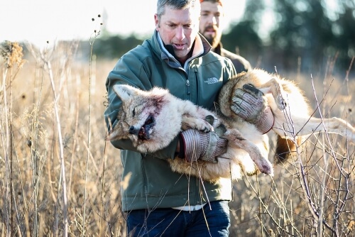 David Drake carries a sedated coyote caught at Curtis Prairie in the Arboretum as part of a research effort to study the behavior of growing fox and coyote populations in the city of Madison. 