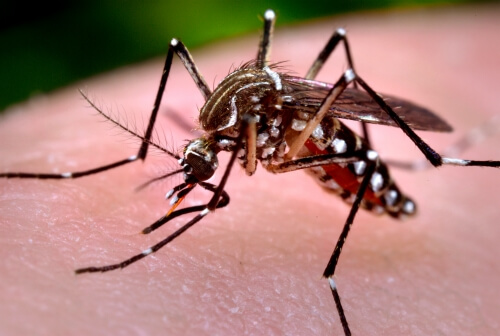 Zika virus is transmitted by a mosquito called Aedes aegypti. 