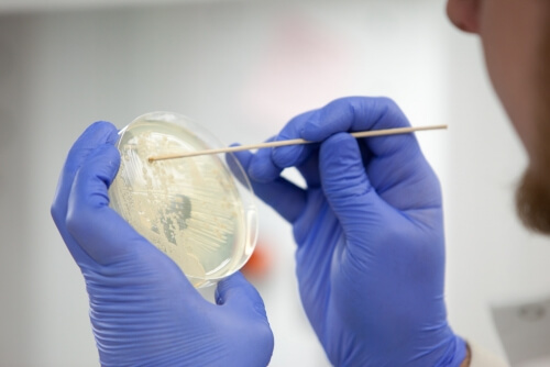 Dickinson takes a sample from a yeast culture to measure its growth and sugar consumption.