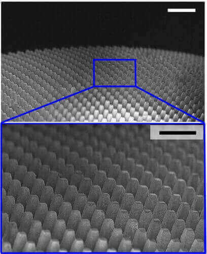 The field of tiny mirrors in the artificial eye was inspired by cup-shaped cells in the eyes of elephantnosed fish that help them see dark, murky water.