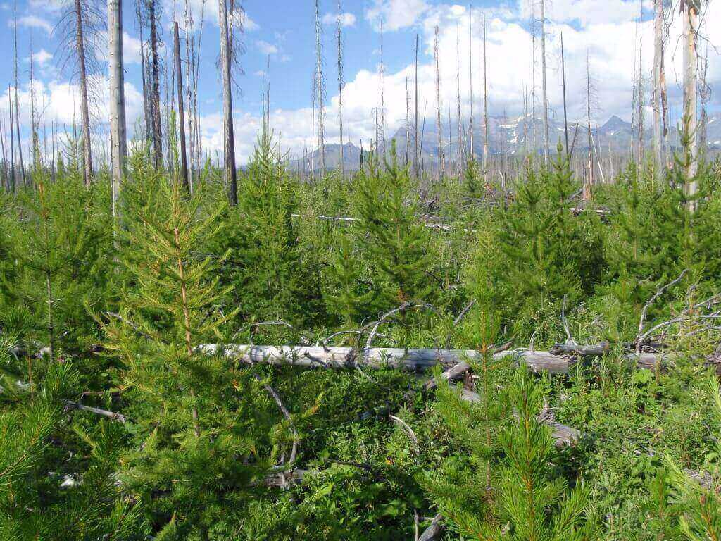 Dense post-fire tree regeneration following the Wedge Canyon Fire (Glacier National Park, 2003), which was followed by three years of cooler/wetter conditions. This photo was taken from near the edge of a stand-replacing burn patch – close to surviving seed sources.