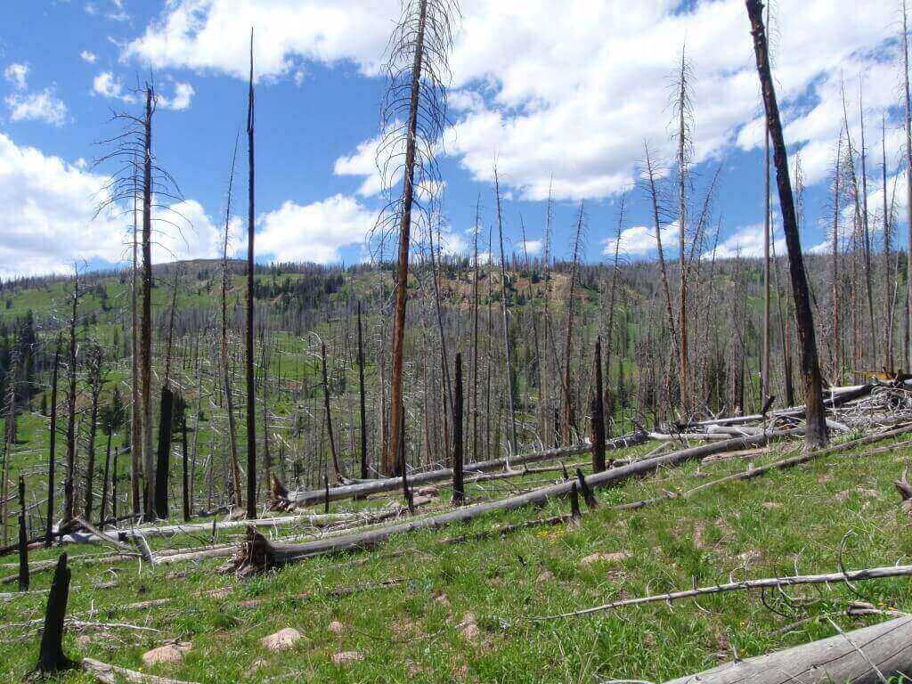 Very sparse post-fire tree regeneration following the Beaver Creek Fire (near Yellowstone National Park in 2000), which was followed by three years of severe drought. This photo was taken far from the edge of a stand-replacing burn patch – away from surviving seed sources. 