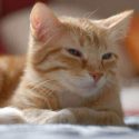 Photo: Orange tabby cat