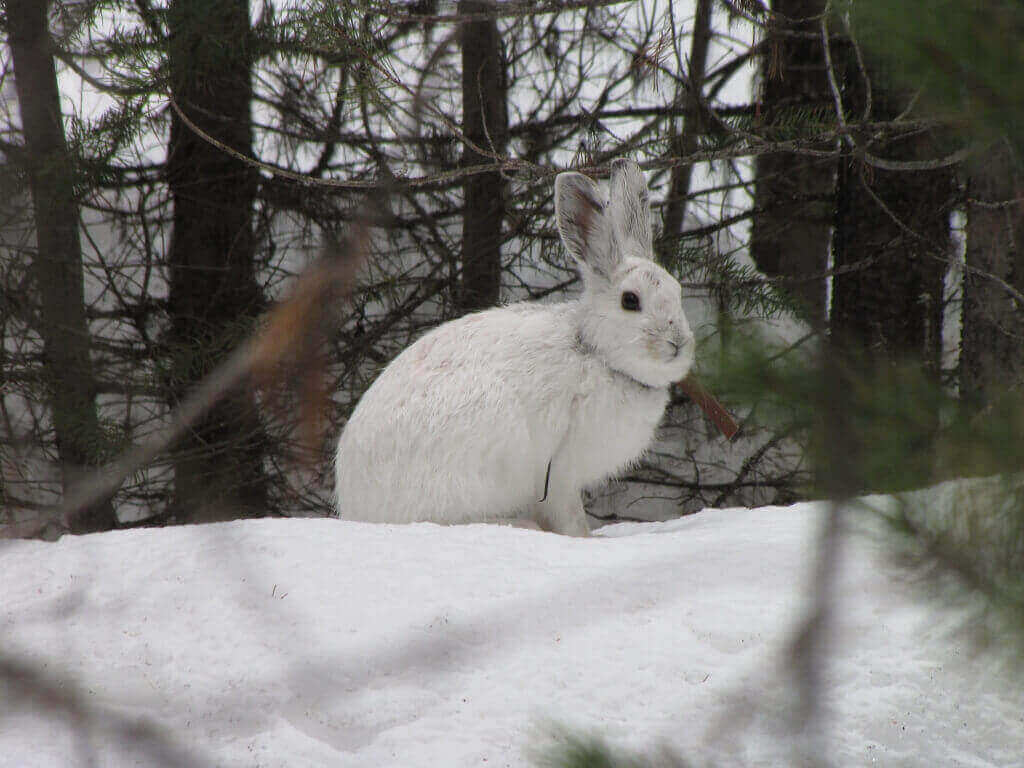 The snowshoe hare is an emblematic species of the north country, adapted to and dependent on a snowy climate. A recent study by UW–Madison researchers shows the southern boundary of the snowshoe hare’s range shifting north as climate warms. 