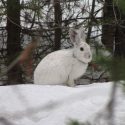 The snowshoe hare is an emblematic species of the north country, adapted to and dependent on a snowy climate. A recent study by UW-Madison researchers shows the southern boundary of the snowshoe hare’s range shifting north as climate warms. 
