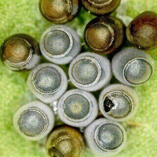 silver and gold spheres on green leaf, with one appearing to hatch