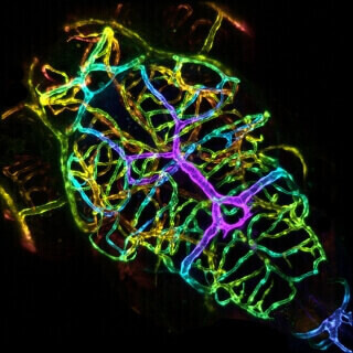 flourescent, 3-d, wire-framed structure against black background