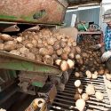 Workers at a potato farm near Coloma, Wisconsin, pick through harvested potatoes.