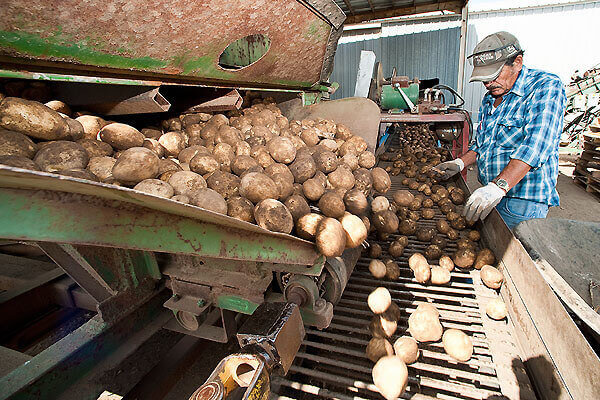 Workers at a potato farm near Coloma, Wisconsin, pick through harvested potatoes.