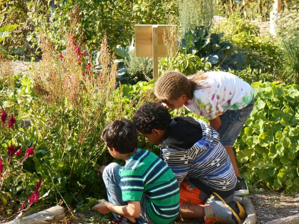 Photo: Students in a school garden