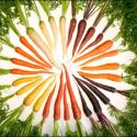 Photo: Different-colored carrots arranged in a circle