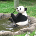 Photo: Panda eating stalk