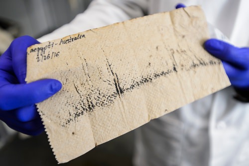 Photo: Dried mosquito eggs on paper towel