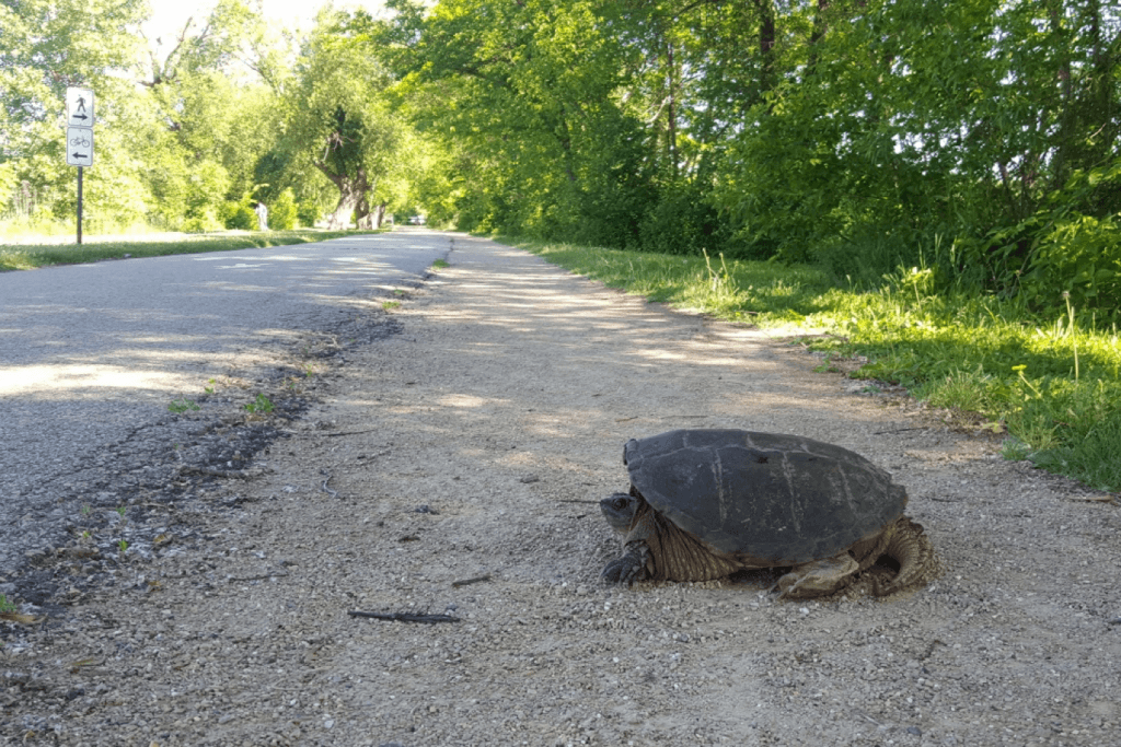 Photo: Turtle next to road