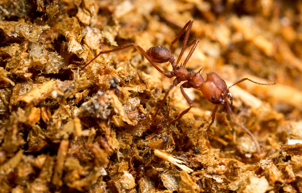 Photo: Leaf-cutter ant